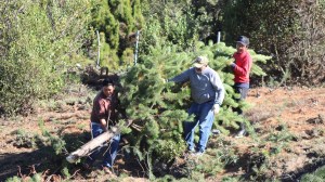 Un pueblo de Neuquén se une contra una especie invasora que «ahoga al bosque nativo»