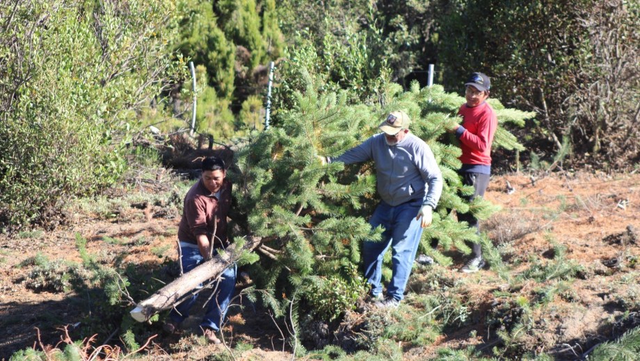 Este jueves Pehuenia se une con actividades para erradicar el pino. (Foto: Gentileza).