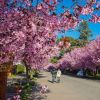 Imagen de Qué hacer en Neuquén en primavera: los mejores planes para disfrutar la naturaleza