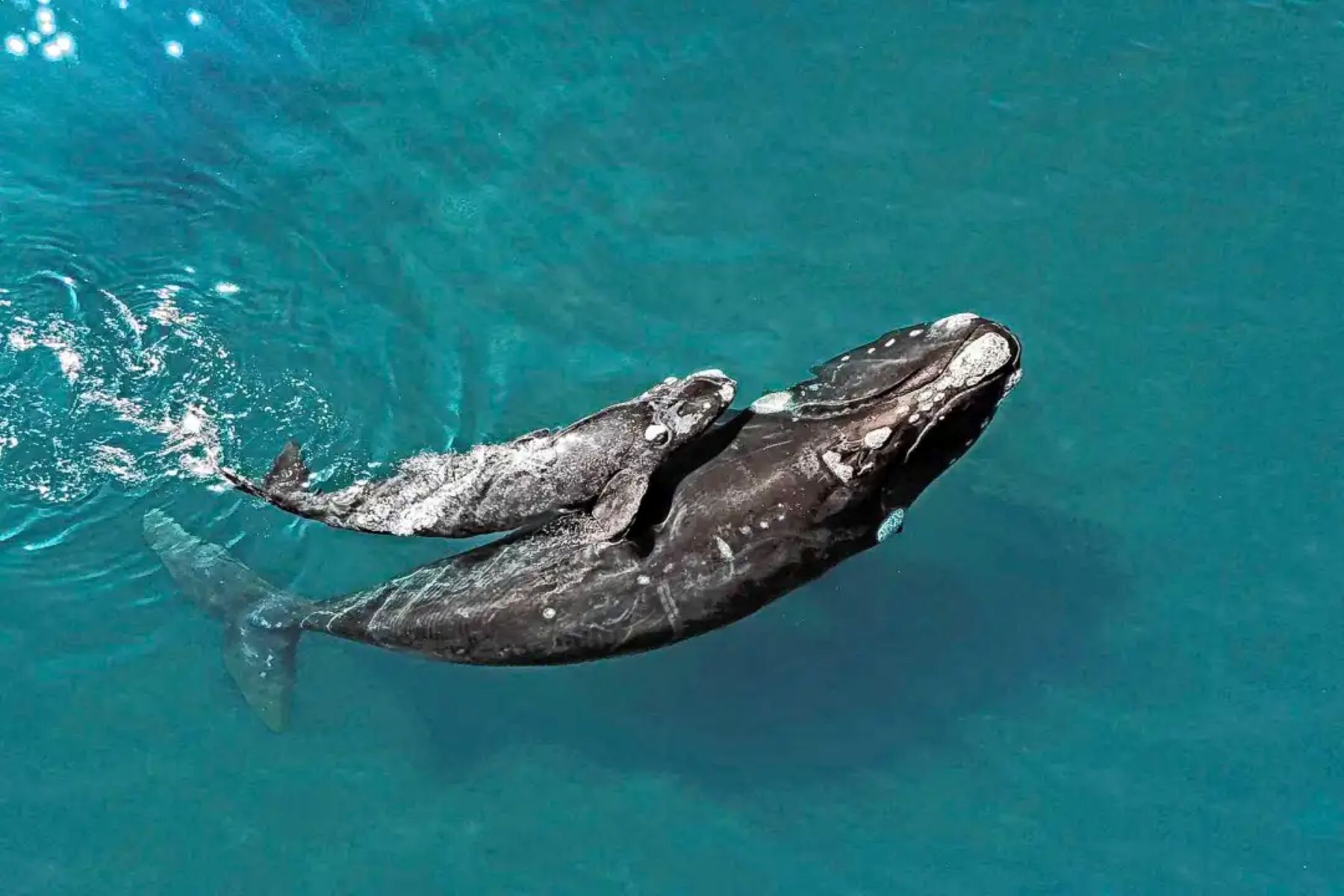 Temporada de ballenas en la Patagonia: el Conicet reveló el nuevo censo aéreo en Chubut