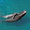 Imagen de Temporada de ballenas en la Patagonia: el Conicet reveló el nuevo censo aéreo en Chubut