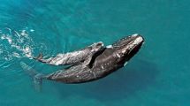 Imagen de Temporada de ballenas en la Patagonia: el Conicet reveló el nuevo censo aéreo en Chubut
