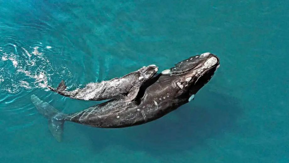 Se registraron menos ballenas que el año pasado, pero esto es debido a fluctuaciones cíclicas naturales. Foto: archivo.