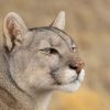 Imagen de La increíble búsqueda de Pumas en la nieve del Torres del Paine de tres fotógrafos de Roca