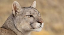 Imagen de La increíble búsqueda de Pumas en la nieve del Torres del Paine de tres fotógrafos de Roca