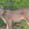 Imagen de Alerta en Fernández Oro: vieron un puma cerca de la Ruta 65 y hallaron 15 chivos muertos en un corral