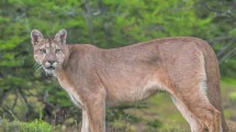 Imagen de Alerta en Fernández Oro: vieron un puma cerca de la Ruta 65 y hallaron 15 chivos muertos en un corral
