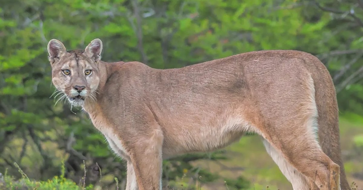 Alerta en Fernández Oro: avistaron un puma y hallaron chivos muertos