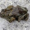 Imagen de "En ningún otro lugar del mundo": la ranita exclusiva de Neuquén y las acciones que se hacen para su conservación