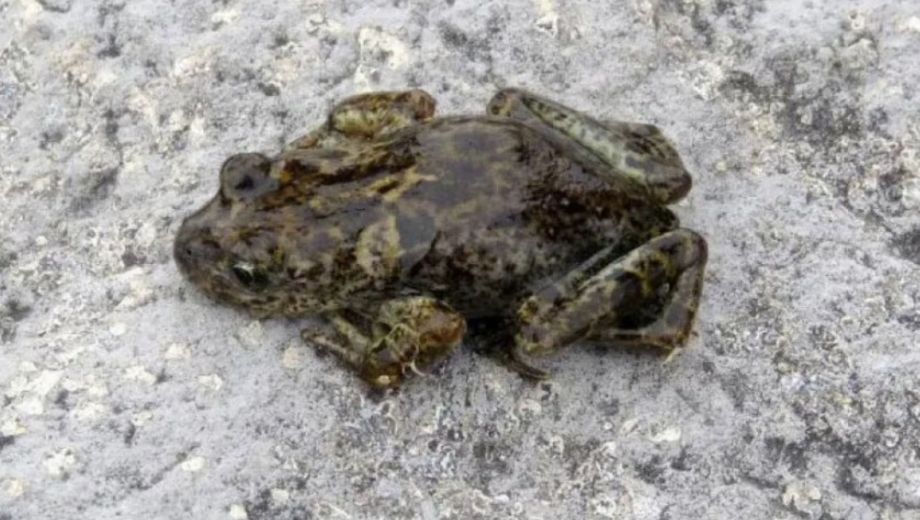 La ranita patagónica, un anfibio que vive en Laguna Blanca. Foto: Gentileza Neuquén Informa. 