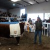 Imagen de Expo de Conesa: el remate de reproductores cerró con ventas por $1.369 millones en otra fiesta de la ganadería en la Patagonia