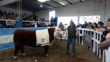 Expo de Conesa: el remate de reproductores cerró con ventas por $1.369 millones en otra fiesta de la ganadería en la Patagonia