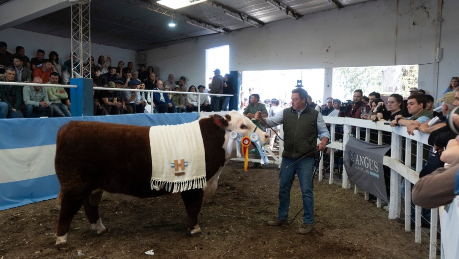 Remate de reproductores en la 37° Expo Rural de General Conesa. En la pista, Gabriel Jaca, de La Txapela. Foto: Luciano Cutrera