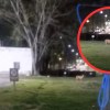 Imagen de Qué hacer ante el avistaje de un puma: el municipio de Fernández Oro solicitó "actuar con precaución"