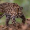 Imagen de ¡Atención, amantes de los gatos! Descubrieron una nueva especie en Bolivia después de 100 años