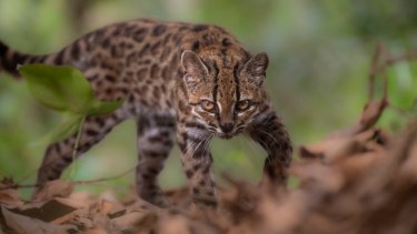 ¡Atención, amantes de los gatos! Descubrieron una nueva especie en Bolivia después de 100 años