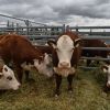 Imagen de En Fotos | Así se vivió el sábado en la Expo Rural de Viedma-Patagones: campo, música y gastronomía