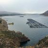 Imagen de Sin antibióticos y de calidad premium: proyectan un polo exportador de truchas desde el río Limay