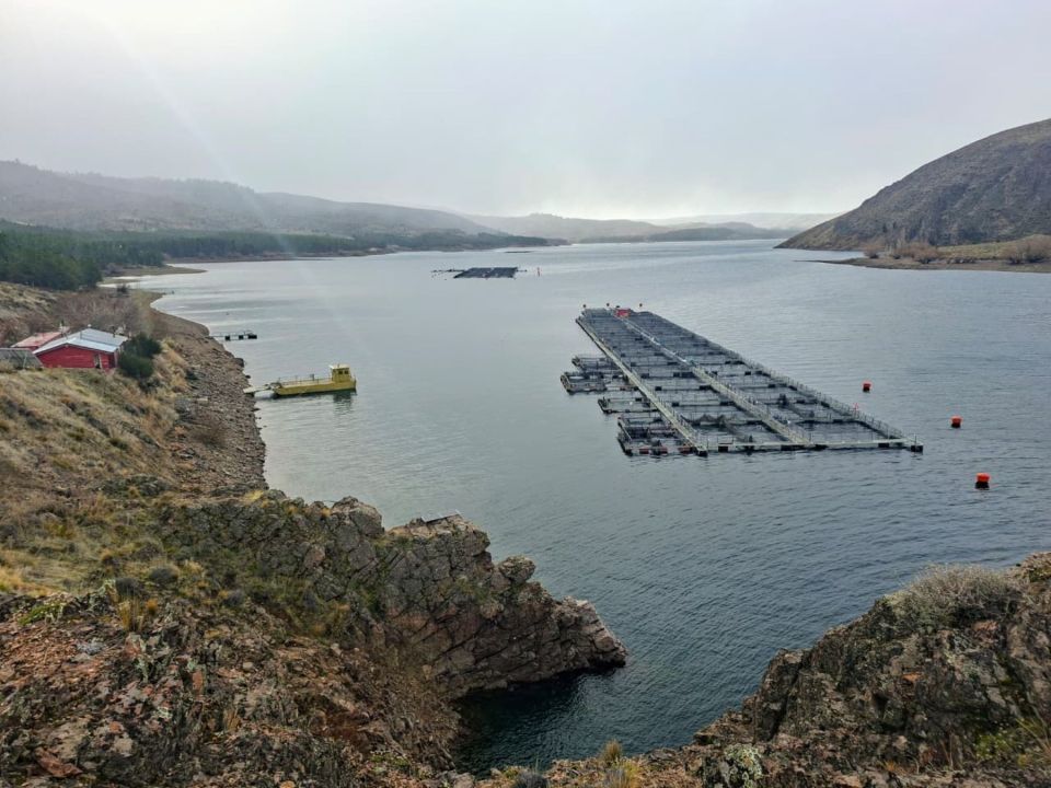 Producción de truchas, aguas arriba del río Limay.