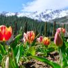 Imagen de La ruta de los tulipanes en la Patagonia: así se prepara Neuquén para potenciar el turismo en primavera
