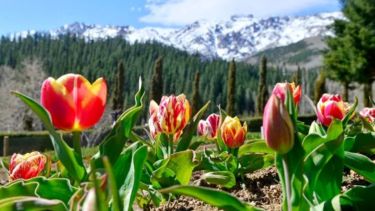 La ruta de los tulipanes en la Patagonia: así se prepara Neuquén para potenciar el turismo en primavera