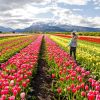 Imagen de El Campo de Tulipanes de Trevelin en flor: precios  de entradas 2026, fechas y todo lo que hay que saber