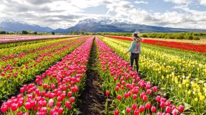 El Campo de Tulipanes de Trevelin en flor: precios  de entradas 2026, fechas y todo lo que hay que saber