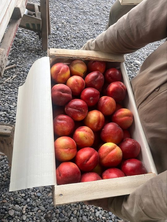 La rentabilidad en la producción de duraznos, pelones y ciruelas se relaciona directamente con la calidad obtenida.