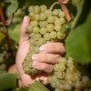 Imagen de El vino como herencia: la familia que recuperó sus raíces en el Alto Valle