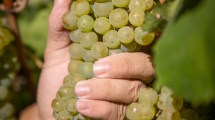 Imagen de El vino como herencia: la familia que recuperó sus raíces en el Alto Valle