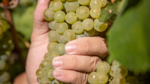 El vino como herencia: la familia que recuperó sus raíces en el Alto Valle