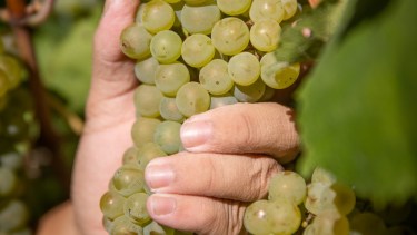 El vino como herencia: la familia que recuperó sus raíces en el Alto Valle