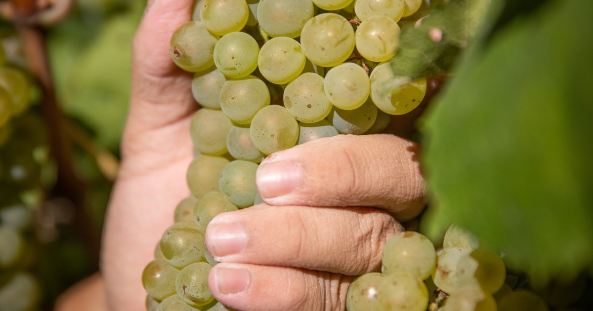 Mabellini Wines: la familia que revive la tradición vitivinícola en el Alto Valle