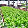 Imagen de No solo lechuga: qué se puede cultivar en un invernadero con hidroponía y cuáles son los más fáciles