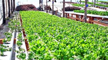 Qué se puede cultivar en un invernadero con hidroponía y cuáles son las especies más fáciles
