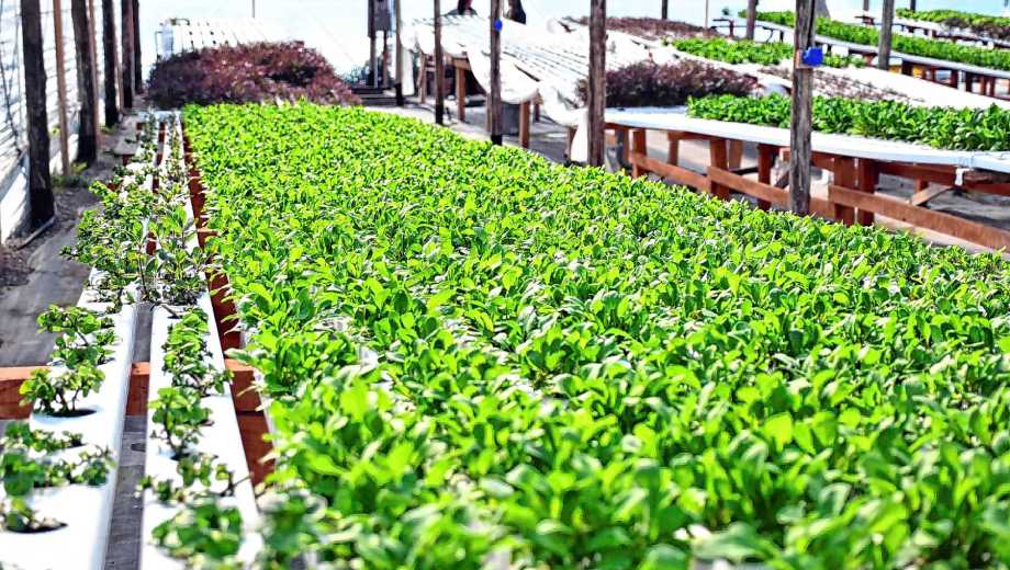 Cultivar sin suelo permite aprovechar distintos espacios y producir una amplia variedad de alimentos. Foto: Marcelo Ochoa