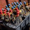 Imagen de Vinos bajo el mar en Río Negro: cómo participar de la nueva etapa de las cavas submarinas