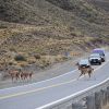 Imagen de Animales atropellados en la ruta: muchas pistas y cómo se investiga un choque con fauna silvestre