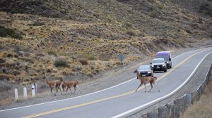 Animales atropellados en la ruta: muchas pistas y cómo se investiga un choque con fauna silvestre