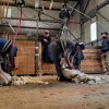 Imagen de Desarrollan un arnés para reducir el esfuerzo físico y aliviar el desgaste durante la esquila