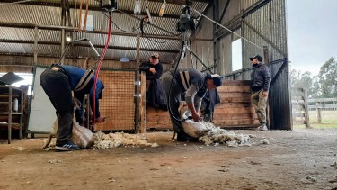 Desarrollan un arnés para reducir el esfuerzo físico y aliviar el desgaste durante la esquila