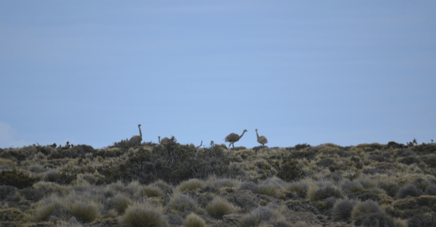 El relevamiento pretende poner en marcha un programa para preservar la especie. Foto: gentileza