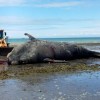 Imagen de Preocupación por las ballenas en Puerto Madryn: investigan una posible relación con la marea roja