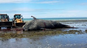 Preocupación por las ballenas muertas en Puerto Madryn: investigan una posible relación con la marea roja