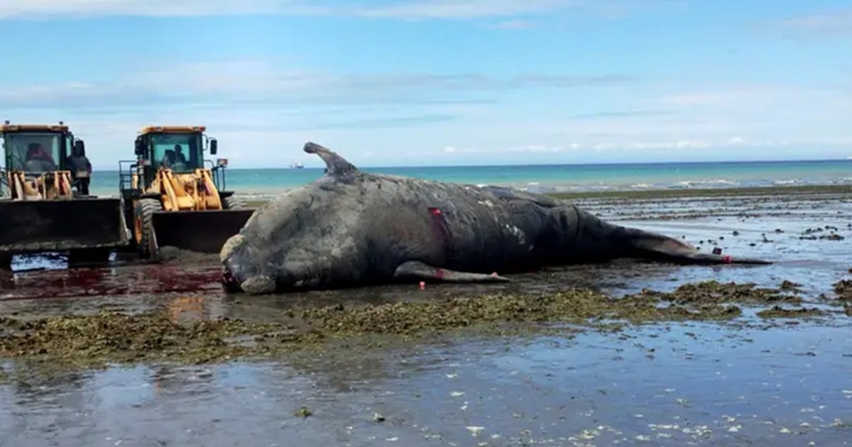 Inquietud por la muerte de ballenas en Puerto Madryn y su posible vínculo con la marea roja