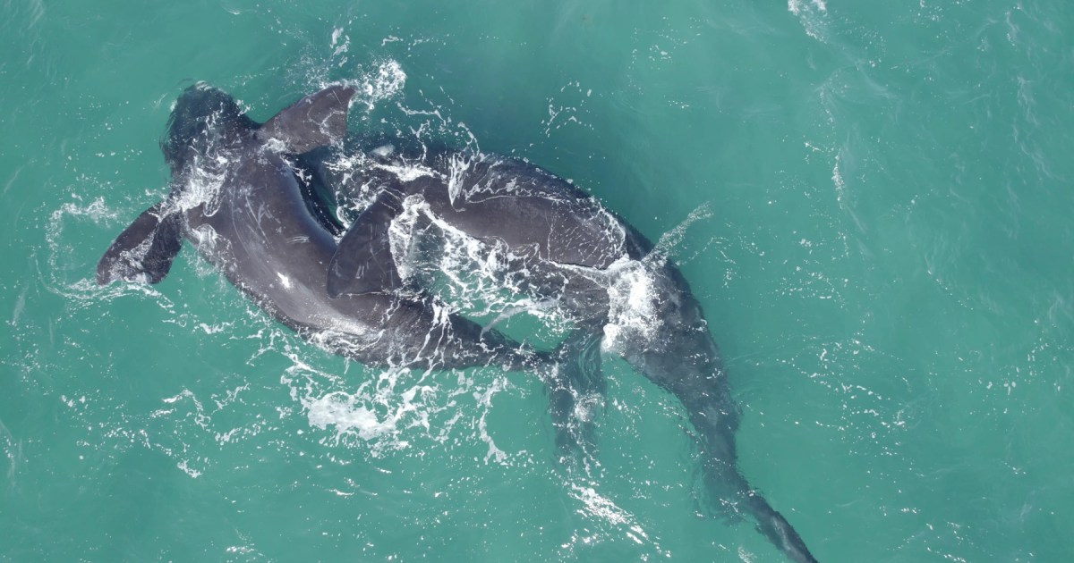 Reflexiones sobre la mortalidad de ballenas en Península Valdés