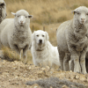 Imagen de Un estudio de Bariloche publicado en una revista internacional propone proteger al ganado con perros