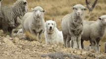 Imagen de Un estudio de Bariloche publicado en una revista internacional propone proteger al ganado con perros