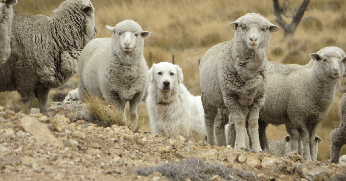 Investigación en Bariloche sugiere usar perros para proteger ganado ovino