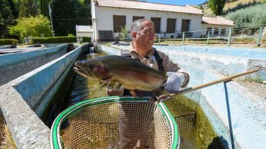 Como tener gallinas en el patio, pero con truchas: una propuesta para producir alimentos en casa